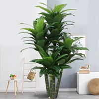 2 метра четыре деревья чемпиона (без горшков)