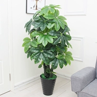 1,5 мили Сянген набор богатства король [специальная модель]+горшок+трава