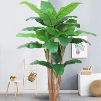 2,2 метра из четырех бананового дерева (без горшков)