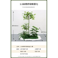 1,6 метра двух снимков зеленого клена.