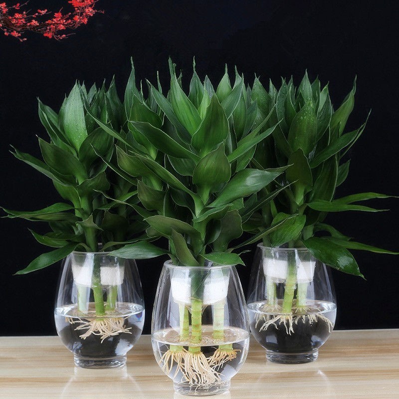  Guanyin Bamboo Fugui Bamboo Hydroponic hydroponic glass flower pot Lotus potted plants Indoor green plants Four seasons flowers