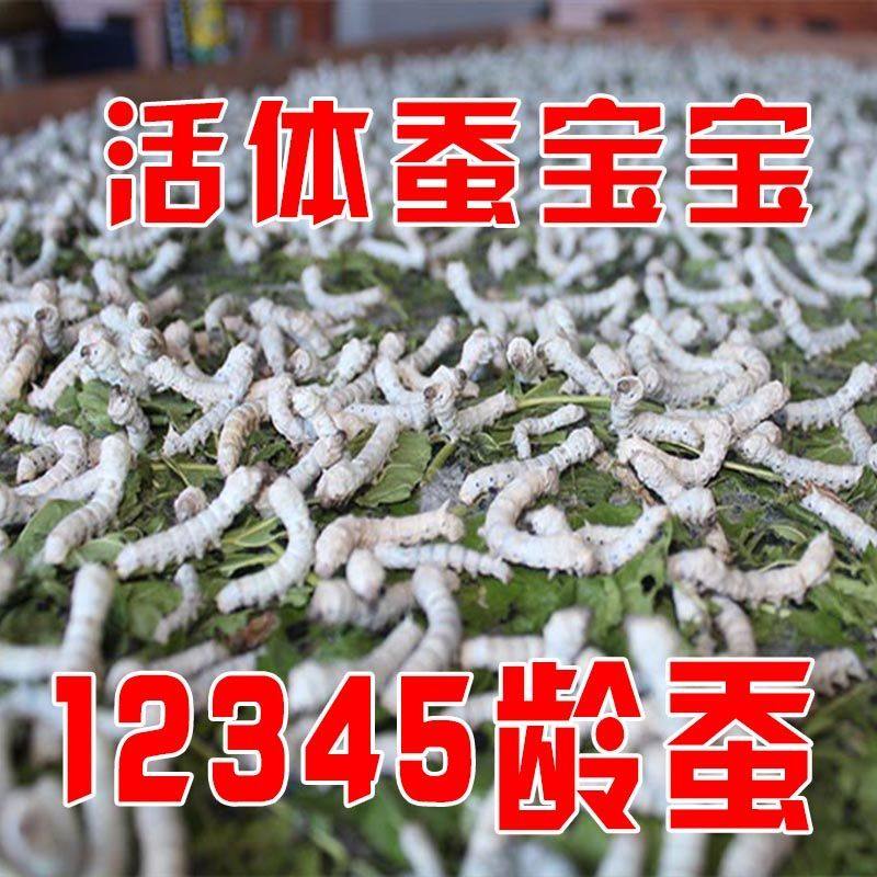 蚕宝宝学生养蚕套装:让你的孩子成为小小科学家,见证生命的奇迹!-蚕宝宝-淘宝好物网