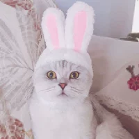 Кролик, шлем, домашний питомец