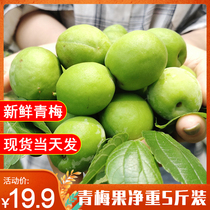 Сниму выходной день с позитивного Brew Sour Plum Green Plum Fruit 5 Catty Fresh When Season Guangxi Whole Boxes Green Plum Yellow Plum stock