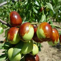 Jujube tree live seedlings Zhanhua winter jujube extra potted ground planting grafted fruit tree seedlings in the South and North planting results of the year