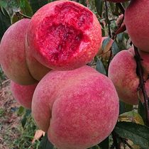 Blood peach tree seedlings grafted extra large late-maturing winter peach seedlings yellow peach seedlings north and south planting peach tree fruit trees