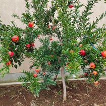 Pomegranate tree saplings Tunisia soft seed courtyard fruit trees South North planted potted ground planting pomegranate saplings