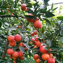 Taroko blood orange saplings in the South and North courtyards of planting fruit trees seedlings balcony potted grafting results of the year