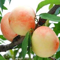 Blood peach tree seedlings grafted extra large peaches in the south and north planted fruit trees in the courtyard of the year.