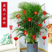 Chinese New Years green planting hanging decorations Huan Lunar New Year Potted flowers and trees New Years home arranged trees hanging decorations 2022 New