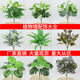 Simulated Plant Wall Accessories, Green Plant Wall Accessories, Landscaping with Persian Grass Wall Hangings, Indoor Green Decoration
