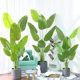 Artificial Green Plant Bird of Paradise for Home Living Room Indoor Potted Plant, High-End Luxury Fake Plant Traveler's Banana Decorative Ornament