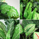 Artificial Green Plant Wall Decoration Landscaping Small Grass Bunch Monstera Leaves Commercial Scene Landscape Greening Fake Flower Arrangement Materials