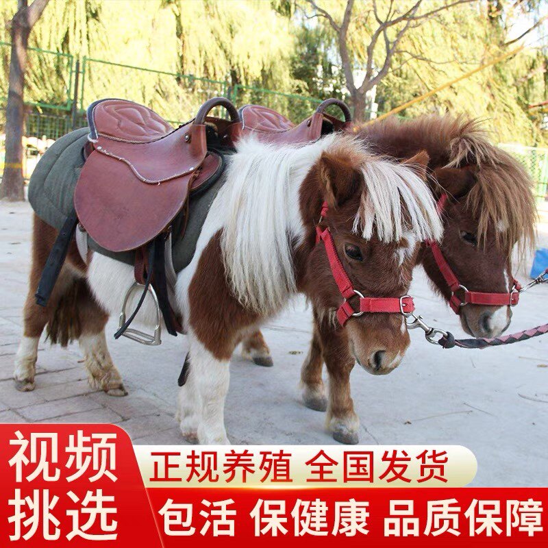 袖珍矮马,宠物新选择 Pony,设特兰矮马, HeyPuro矮马 🐴 -其它服饰配件-淘宝好物网