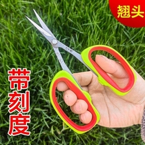 Wang Wuquans raised-head gardening scissors household scaled grape picking scissors vegetable thinning fruit thinning flower spike pruning shears