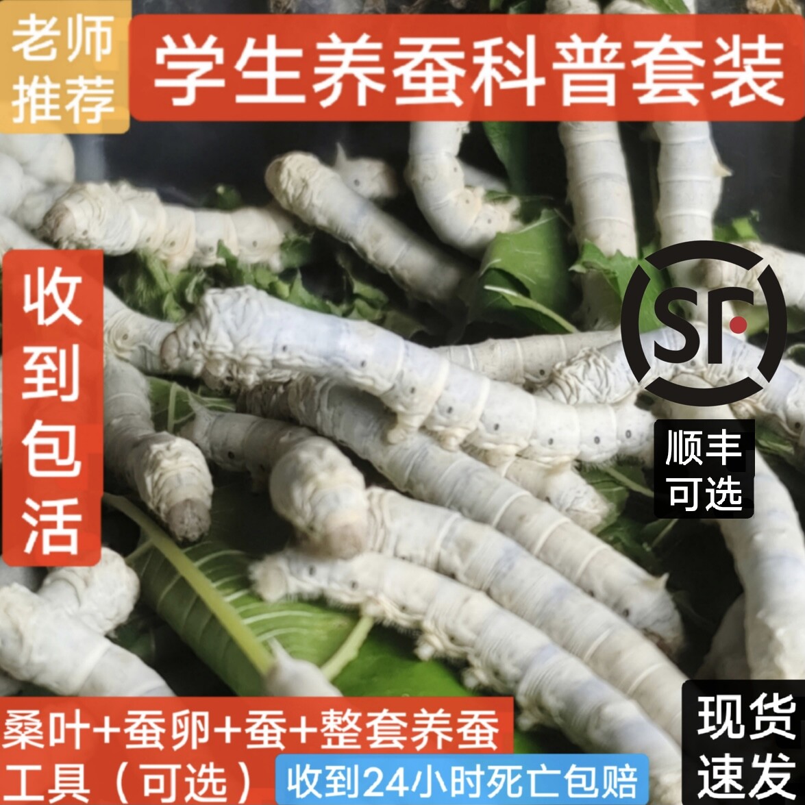 🎉开启神奇的养蚕体验,探索生命的奥秘!🐛-蚕宝宝-淘宝好物网