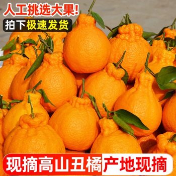 First-crop alpine ugly orange fruit farmer direct sales wholesale price