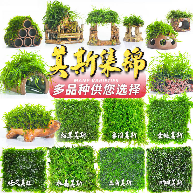 Moss tree water grass aquarium decoration lazy fish tank landscaping freshwater real plant green algae ball sinking wood negative living body