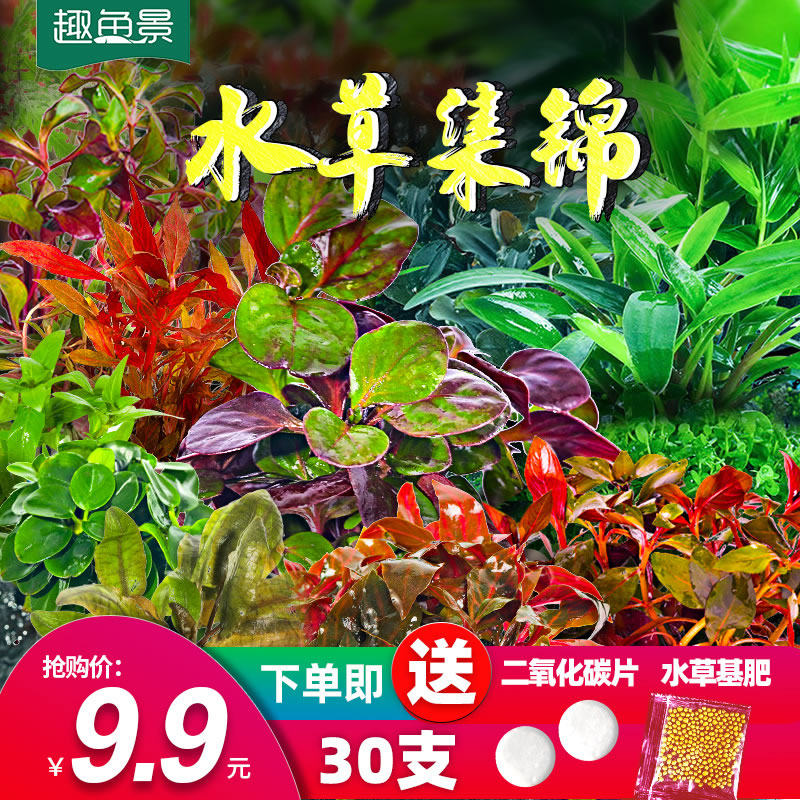 Fish tank real water grass landscaping live negative green algae ball water purification lazy water orchid Moss fish farming raw wood plant package