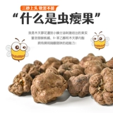 Мистер Меу замороженный сухой червь 瘿 磨 磨 磨 磨