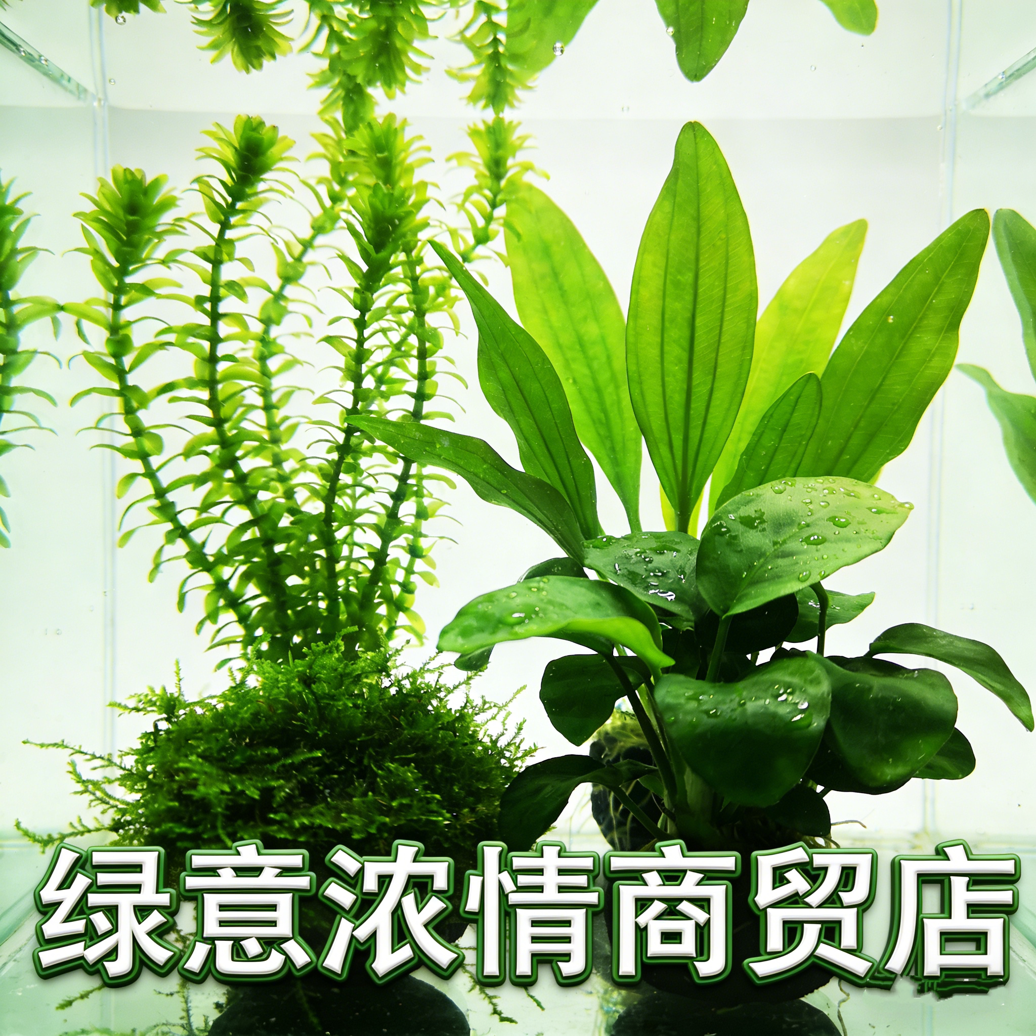 绿意浓情商贸店