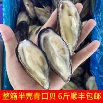 The whole box of 6 pounds of half shell mussels fresh frozen mussels special sea rainbow wild mussels seafood Shunfeng