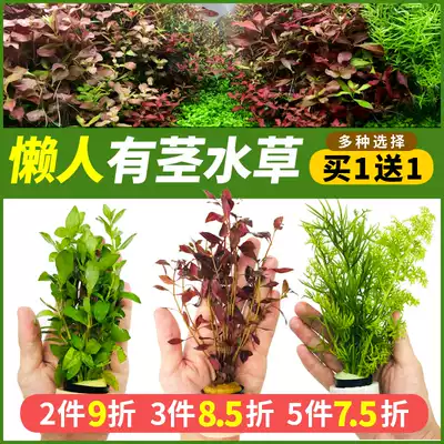 Fish tank landscape lazy water plant Living Fresh water package Moss water Banyan lazy man front middle rear view water grass