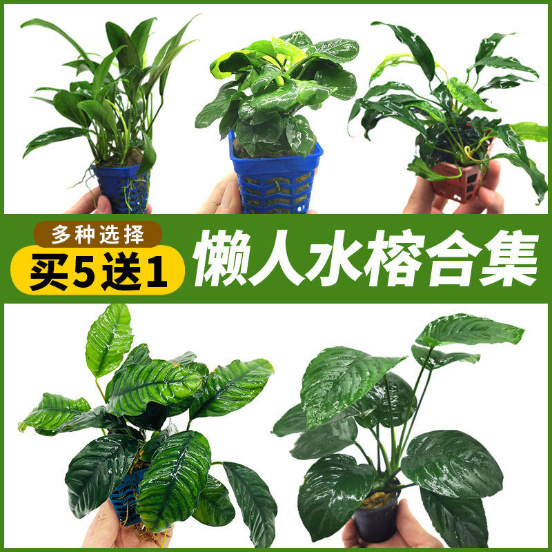Fish tank building living plant water banyan large water banyan water grass seed sinkwood negative purifying water quality oxygenated water grass