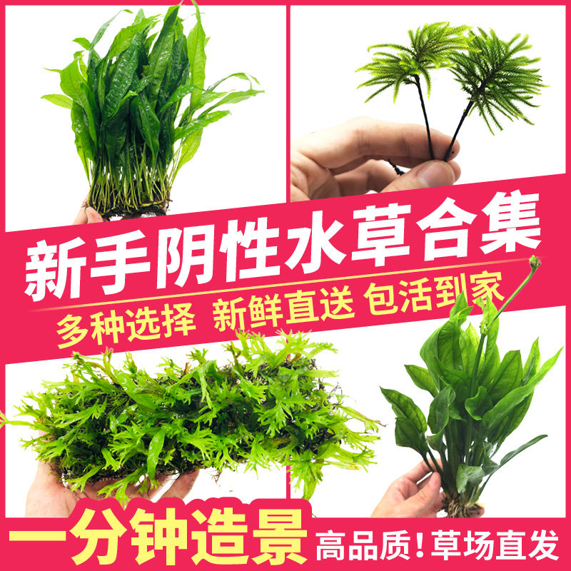 Fish tank View large leaves green nine crown plant living lazy lazy water in the background negative weed