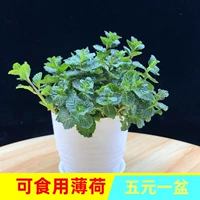 Монетный горшок съедобный розмариновый лобулярный листовок Свежий комар