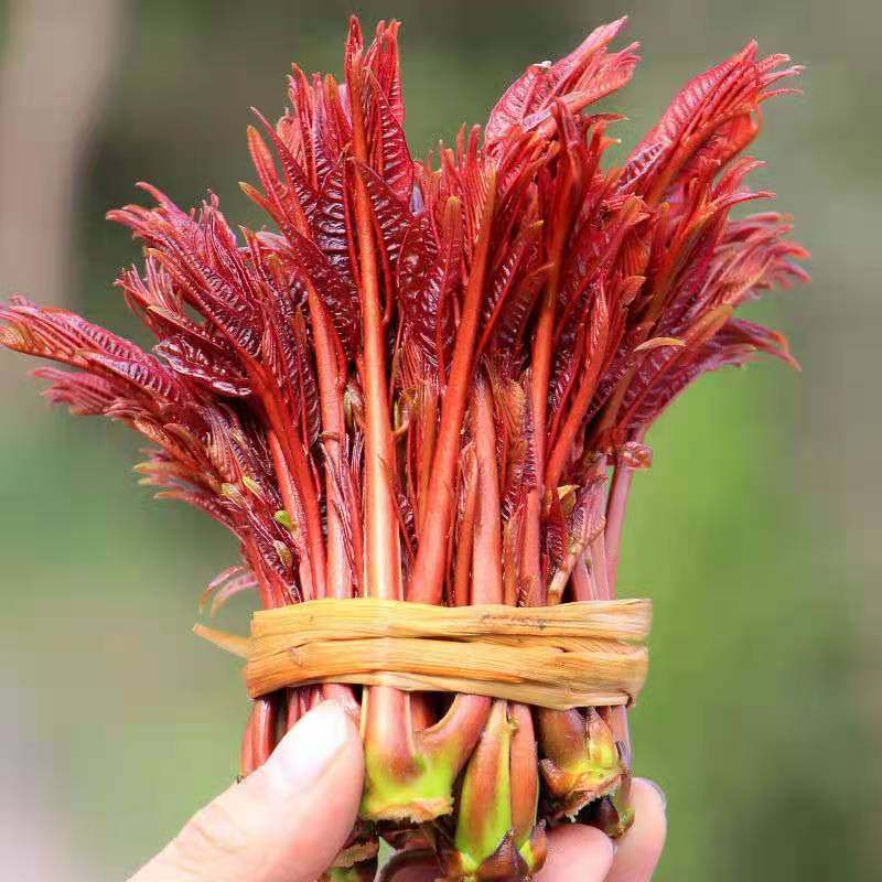 鲜务所 山东头茬新鲜香椿芽 2斤 天猫优惠券折后￥19.9包邮（￥39.9-20）3斤￥29.9