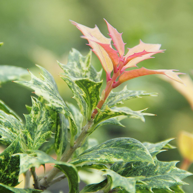 花葉柊樹三色柊樹盆栽花園亮點植物不落葉灌木