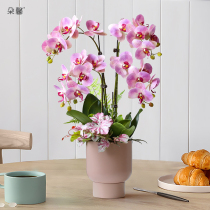 Duoxin feel simulation Phalaenopsis potted Morandi series flower set high-end living room table ornaments decoration