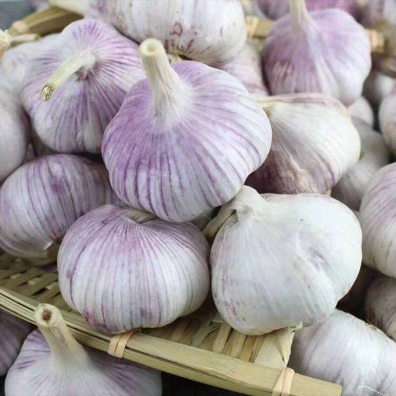 Golden Township Farmhouse Purple White Peel Multipetal Dried Garlic Garlic Head When Season Now Dig Non-Celibate Non-Net Heavy Five Catty Products