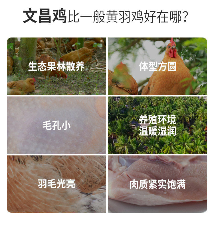 国家地理标志产品 海南文昌 散养大公鸡 2斤/只 图12