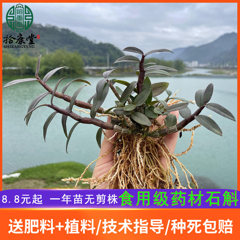 Yanslut Mountain dendrobium Dendrobium Seedlings for a year edible Tgrade stone Dendrobium Cultivation Miao Red Rod Fresh strips of Maple Hopper