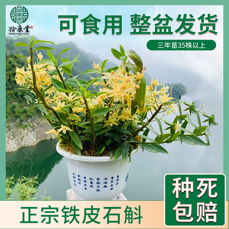 Yanhangshan Iron Skin Seedlings Planted with Fresh Striped Iron Skin Seedlings Orchid Green Flowers