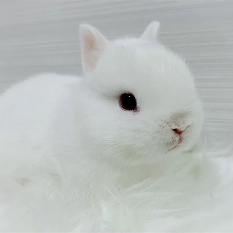 Pet Rabbit Living Body Long small Haitang West Schitten Cat Tea Cup Rabbit Pure White Dwarf Living Real Rabbit