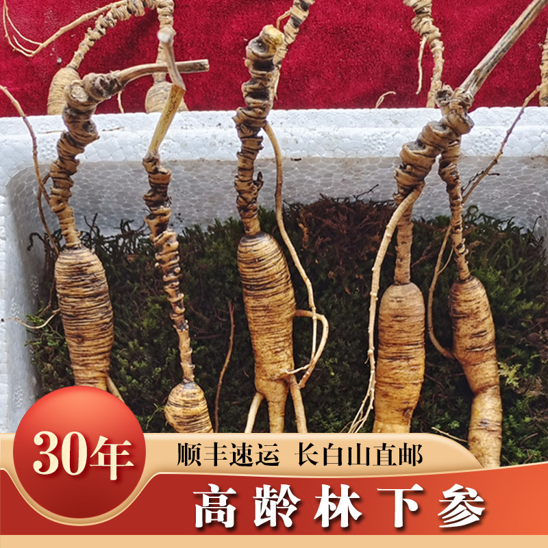 Northeast Jilin 30 years Changbai Mountain wild Mountain Ginseng Forest Under ginseng Ginseng Seed stock Wine Pot soup 500g Move Mountain Participation