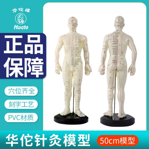 Физиологичное иглоукалывание, медицинские силиконовые минифигурки, 50см, обучение