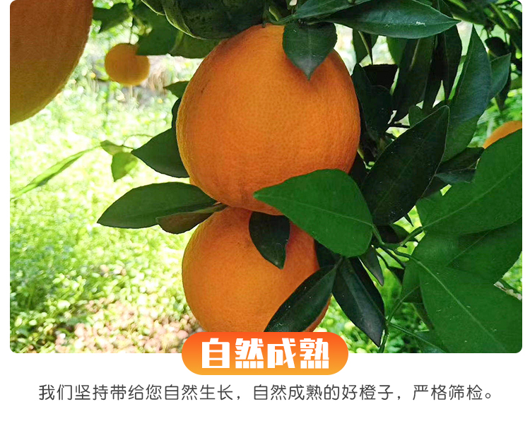 屈原橘颂原型 正宗秭归脐橙 3斤 图10