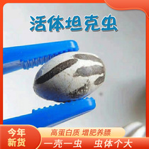 Honey bag-sized high-quality tank bug nutritional protein squirrel hamster hedgehog fertilizer egg food gold bear