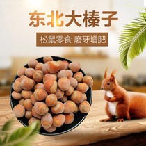 Northeast Wild Hazelnut Raw Squirrel Mill Food Snacks Food Snack Supply Large Hazelnut Squirrel