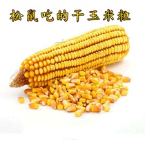 Squirrel quality corn grain 200g grinded hamster demon gold mouse rabbit snow - food main food food