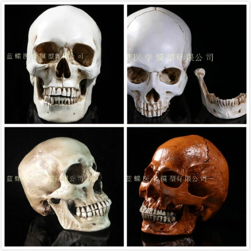 Реалистичная человеческая голова, медицинская художественная модель черепа, масштаб 1:1