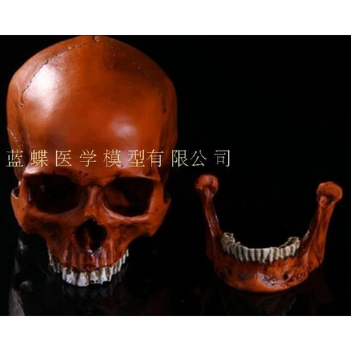 Реалистичная человеческая голова, медицинская художественная модель черепа, масштаб 1:1