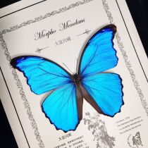 Big blue morpho butterfly specimen photo frame ornament pure work production creative rare birthday gift holiday gift