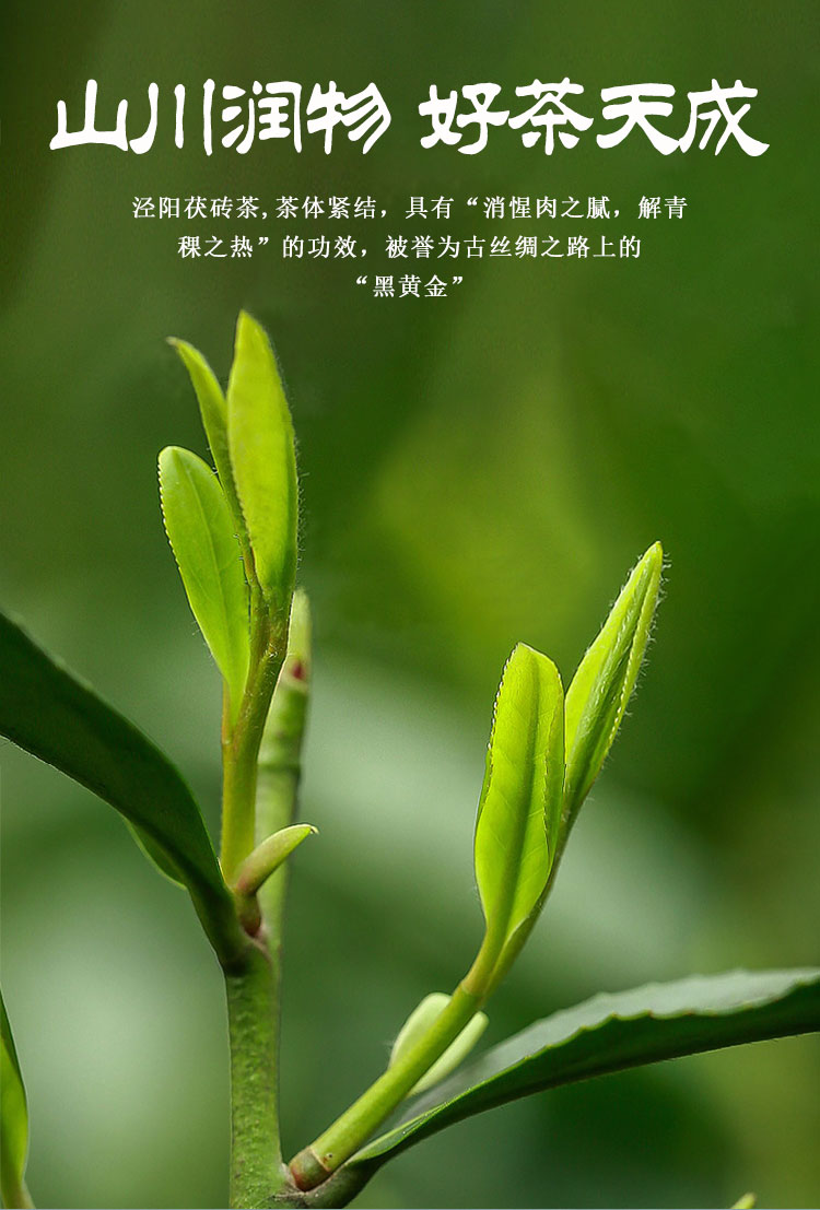 【黑茶】泾阳正宗高档小罐茶