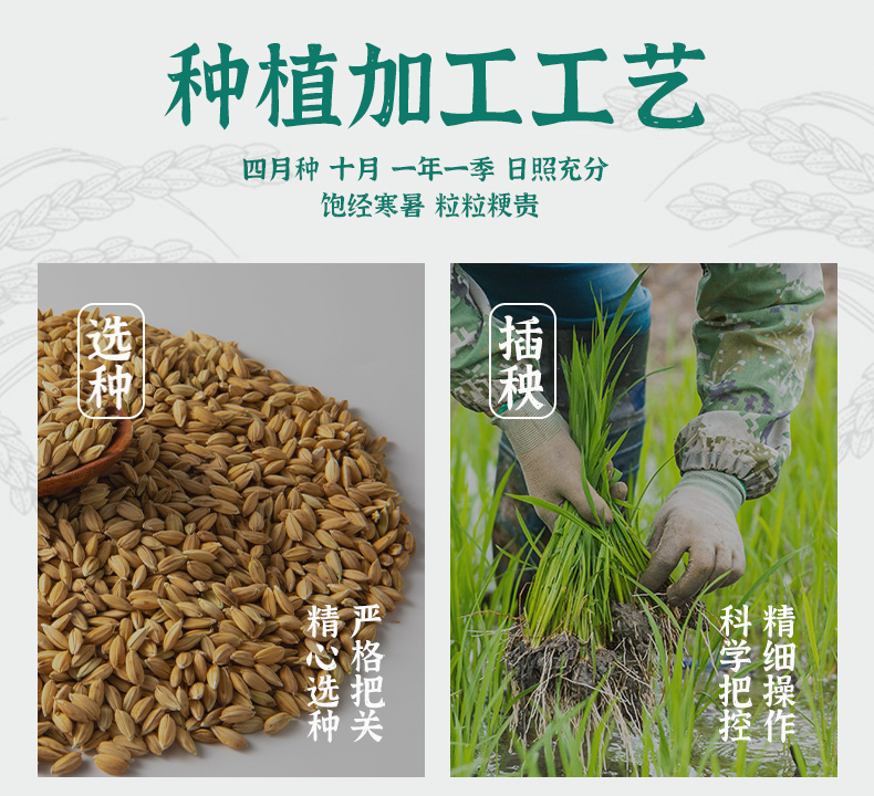 【5斤】东北黑土金穗珍珠米