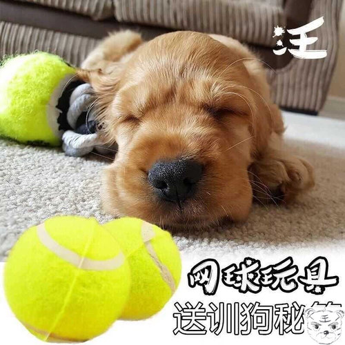 Игрушка, резиновый интерактивный прыгучий мяч, домашний питомец, избавление от скуки